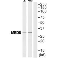 MED8 antibody