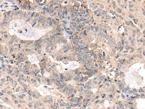 MEDAG Antibody
