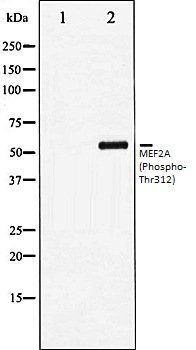MEF2A (Phospho-Thr312) antibody