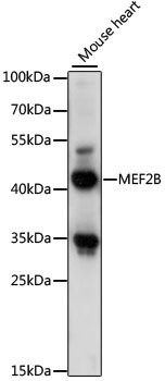 MEF2B antibody