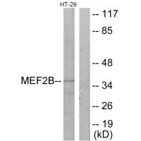 MEF2B antibody