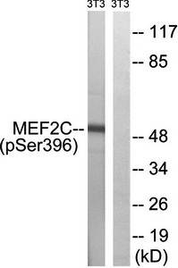 MEF2C (phospho-Ser396) antibody