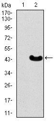 MEF2C Antibody