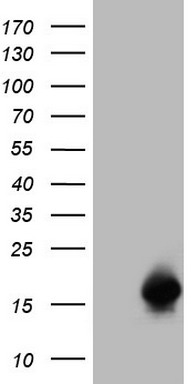 MEF2D antibody