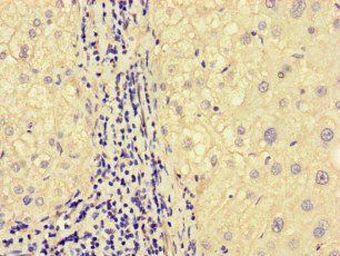 MEGF10 Antibody