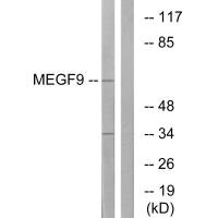 MEGF9 antibody