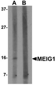 MEIG1 Antibody