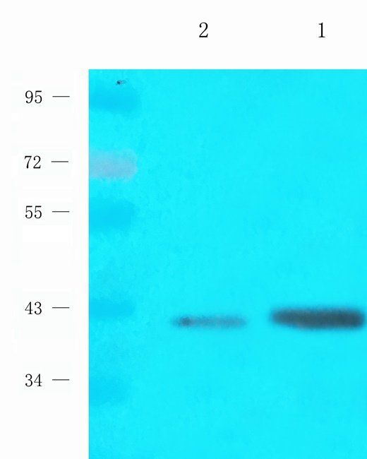 MEIS1 antibody