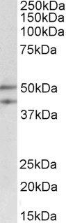 Goat anti-MEIS2 Antibody
