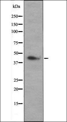 MEK1/2 (Phospho-Ser217+Ser221) antibody