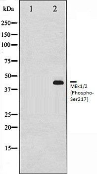 MEk1/2 (Phospho-Ser217) antibody