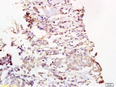 Phospho-MEK1/2 (Ser218 + Ser222) Rabbit Polyclonal Antibody