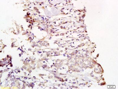 MEK1/2 (phospho-Ser218/222) antibody