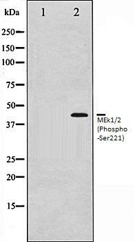MEk1/2 (Phospho-Ser221) antibody