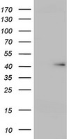 MEK1 Antibody