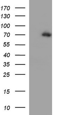 MEK1 Antibody