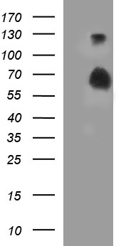 MEK1 Antibody