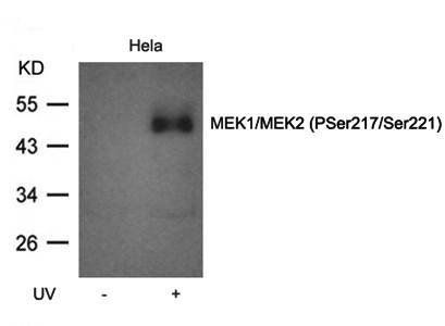 MEK1/MEK2 (Phospho-Ser217/Ser221) Antibody