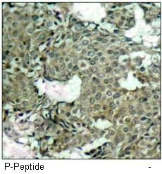 MEK1 (Phospho-Ser221) Antibody