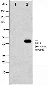 MEk1 (Phospho-Thr291) antibody