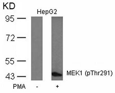 MEK1 (Phospho-Thr291) Antibody