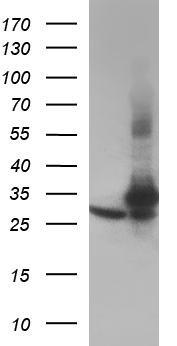 MEK2 (MAP2K2) antibody