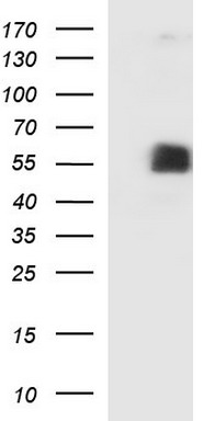 MEK2 (MAP2K2) antibody