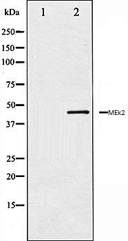 MEk2 antibody