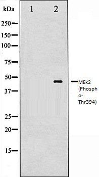 MEk2 (Phospho-Thr394) antibody