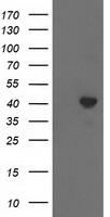 MEK4 (MAP2K4) antibody