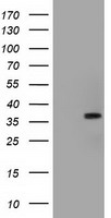 MEK4 (MAP2K4) antibody