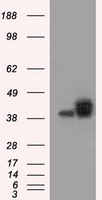 MEK4 (MAP2K4) antibody