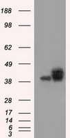 MEK4 Antibody
