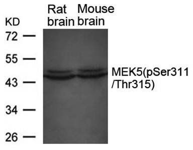 MEK5(phospho-Ser311/ Thr315) Antibody