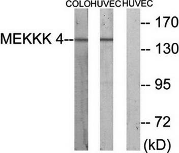 MEKKK 4 antibody