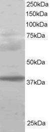 Goat anti-MEL18 / PCGF2 Antibody