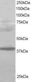 PCGF2 antibody