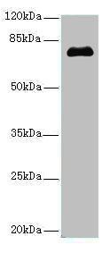 PMEL Antibody