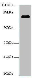 Melanocyte protein PMEL antibody