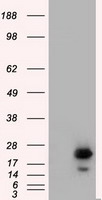 Melanoma gp100 Antibody