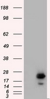 Melanoma gp100 (PMEL) antibody