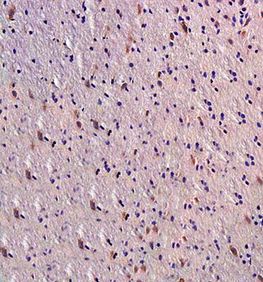 Melatonin Receptor 1A antibody