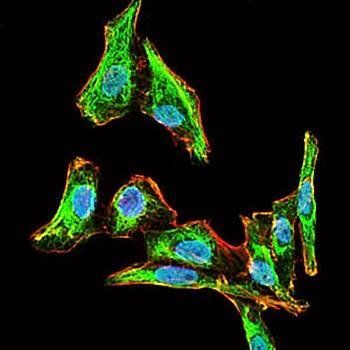 MELK Antibody