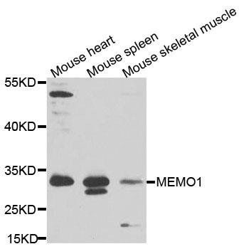 MEMO1 antibody