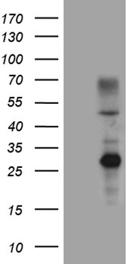 MEOX 2 (MEOX2) antibody