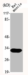 MEOX2 Antibody