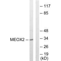 MEOX2 antibody
