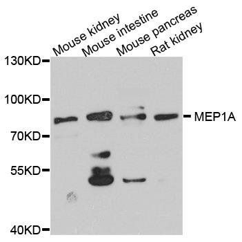 MEP1A antibody