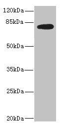 MEP1B antibody