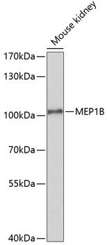 MEP1B antibody